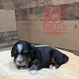 Firefly - Tri-color male Bernedoodle puppy in Cambridge, Minnesota from Country Meadow Doodles