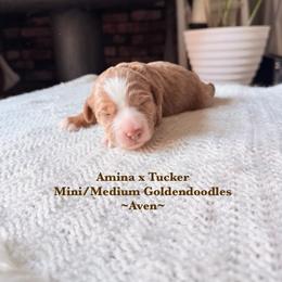 Aven - Red  female Goldendoodle puppy in Waterford, California from Alvdoodles
