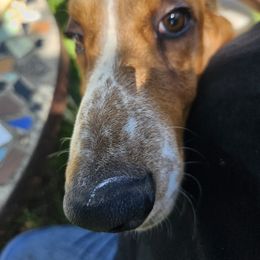 Basset Hound All Grown Up from Hazard Hound Kennels