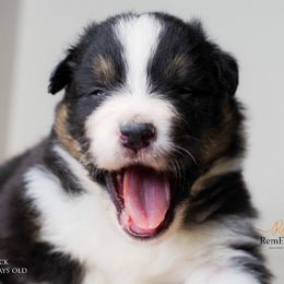 Australian Shepherd Puppies from RemEmber Australian Shepherds