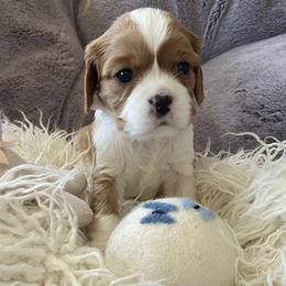 Charlie - Blenheim male Cavalier King Charles Spaniel puppy in Orrville, Ohio from Heart of a Cavalier