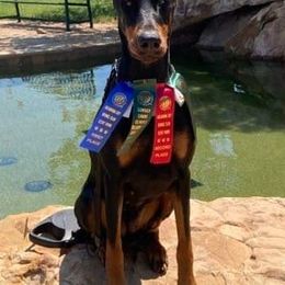 Doberman Pinschers and Miniature Bull Terriers from Protea Kennel