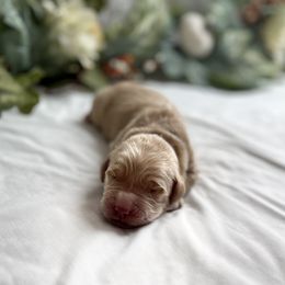 Goldendoodle Puppies from Golden Creek Doodles