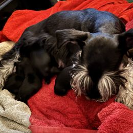 Miniature Schnauzer puppies from M & M Schnauzers