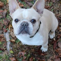 Bruno - Cream male French Bulldog puppy in Taylorsville, North Carolina from SilverLining highlands and hounds