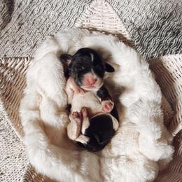 Lilly - Tri-color female Cavapoo puppy in Virginia Beach, Virginia from Son Kissed Puppy Co