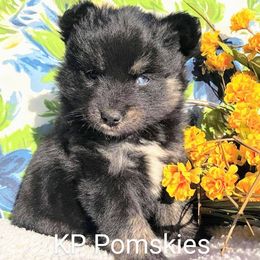 Pomsky Puppies from KP Pomskies LLC