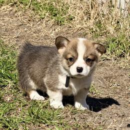 Dougal - Red male Pembroke Welsh Corgi puppy in Yulee, Florida from Pembroke Welsh Corgis at Belle Haven