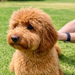 Lucy - Goldendoodle