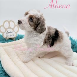 Athena - Blue merle female Bernedoodle puppy in Omaha, Nebraska from Whimsy Doodles