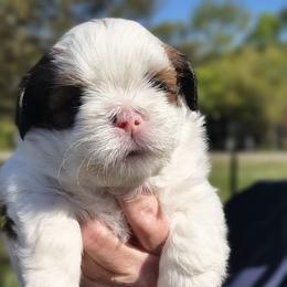 Obi Wan - White male Lhasa Apso puppy in Greenville, South Carolina from Lots of Lhasa Love