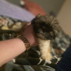 Oliver - Brown male Mal-Shi puppy in Pleasant Hill, Iowa from Courtney Nicole's Mal Shihs & Goldendoodles
