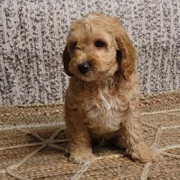 Barney - Buff and white male Cockapoo puppy in Missouri from KDK Missouri Miniature Poodles