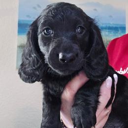 BLACK GIRL pink - Black female Dachshund puppy in Port Charlotte, Florida from Vicki's Dachshund Crossing
