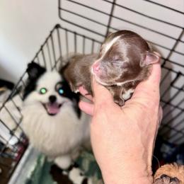 Maverick the Marvelous aka Lil Mac - Chocolate male Pomeranian puppy in Gilmer, Texas from Fairchild Fancy Pomeranians and Coachella Pomeranians