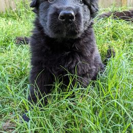German Shepherd Puppies from Naturphänomen Kennel