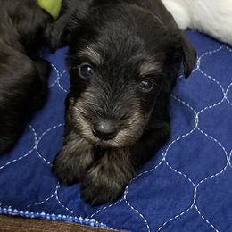 Boy 1 - Black and silver Miniature Schnauzer puppy in Kannapolis, North Carolina from Schnauzer Affinity