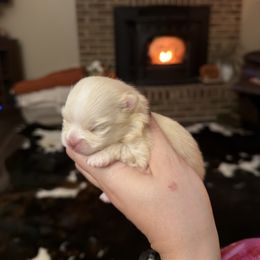 Crème brûlée - Cream female Pomeranian puppy in Bethel, Ohio from J&A Poms