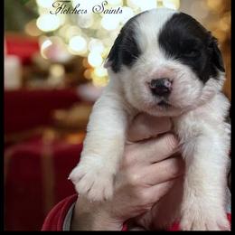 Green - Mahogany and white male Saint Bernard puppy in New Philadelphia, Ohio from Fletchers Saints
