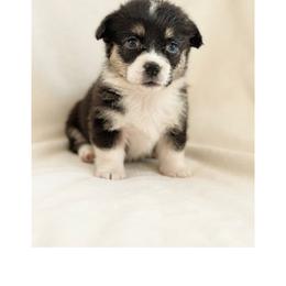 Crumpet - White and black female Pembroke Welsh Corgi puppy in Saint George, South Carolina from Carolina cotton candy corgis