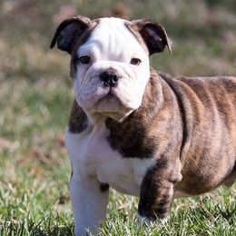 Bulldogs and French Bulldogs from JnJ Bulldogs