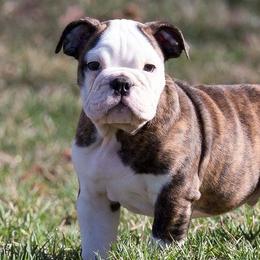 Bulldogs and French Bulldogs from JnJ Bulldogs