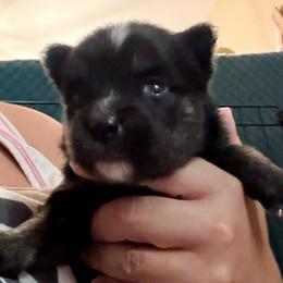 Little Dipper - Black and white female Pomsky puppy in Titusville, Florida from River Enz Pomskies