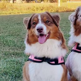 Australian Shepherds from Kaliptra Australian Shepherds