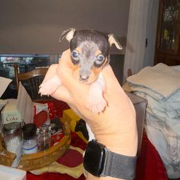 Riley Pup 2 - White black and tan male Toy Fox Terrier puppy in Clermont, Florida from Debbie Hiles's Toy Fox Terriers