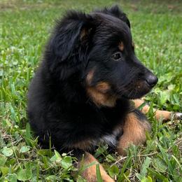 Dragon fly - Black tri male Miniature Australian Shepherd puppy in Sulphur, Louisiana from Triple J Aussies and Corgis