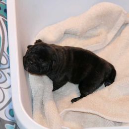 Girl 1 - French Bulldog puppy in Thayer, Missouri from Bullies of the Backwoods