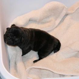 Girl 1 - French Bulldog puppy in Thayer, Missouri from Bullies of the Backwoods