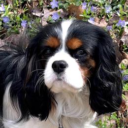 Banx - Cavalier King Charles Spaniel