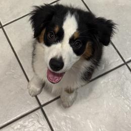 Precouis - Black tri female Miniature American Shepherd puppy in Camdenton, Missouri from Sunset Ridge Aussies