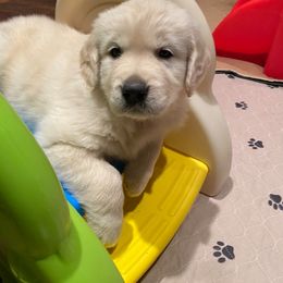 Golden Retriever Puppies from EP's Golden Retrievers