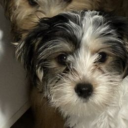 Milo - Parti male Yorkshire Terrier puppy in Collier County, Florida from Star Catcher Pups
