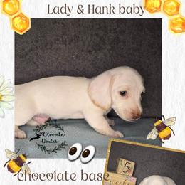 Green - Cream male Dachshund puppy in Valrico, Florida from Bloomin Doxies