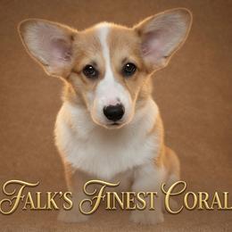 Falk's Finest Coral - Sable female Pembroke Welsh Corgi puppy in Marinette, Wisconsin from Falk's Finest Corgis