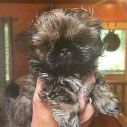 Gator - Sable and white male Shih Tzu puppy in Nekoosa, Wisconsin from Brox Acres House of Fur LLC