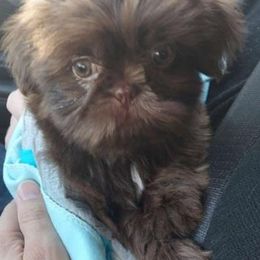 Shih Tzu Puppies from N.F.S.T Imperial ShihTzu Puppies.