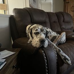 Sophia - Great Dane