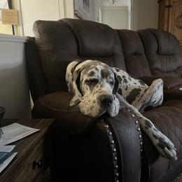 Sophia - Great Dane