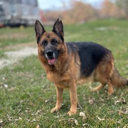 Gita - German Shepherd