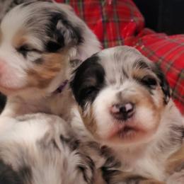 Australian Shepherd Puppies from Winsome Aussies
