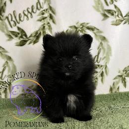 HOLD AKC DR. PEPPER - Black male Pomeranian puppy in Watkins Glen, New York from Wicked Spirits Pomeranians