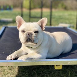 Mochi - French Bulldog
