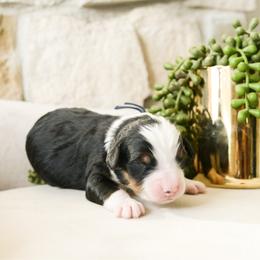 Paco - Tri-color male Bernedoodle puppy in Spanish Fork, Utah from K Brand Doodles