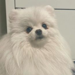 Luna - Pomeranian