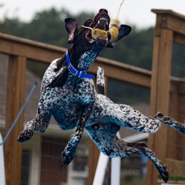 German Shorthaired Pointers from Fabulous Flying Pointers