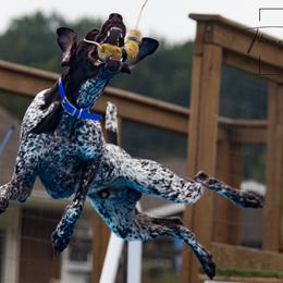 German Shorthaired Pointers from Fabulous Flying Pointers